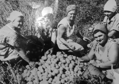 Ивановские огородницы